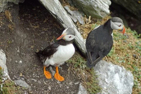 Puffins at the Skellig islands Stock Photos