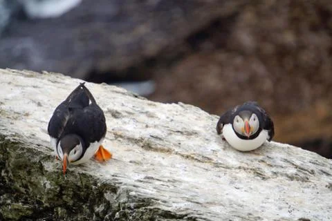 Puffins at the Skellig islands Stock Photos