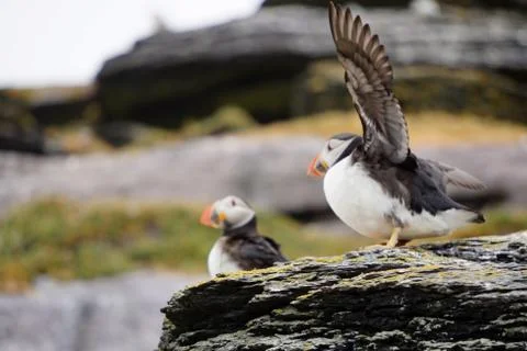 Puffins at the Skellig islands Stock Photos