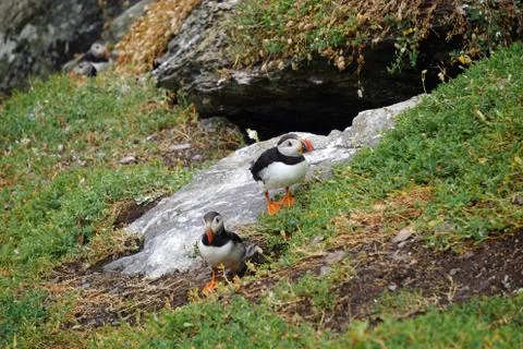 Puffins at the Skellig islands Stock Photos