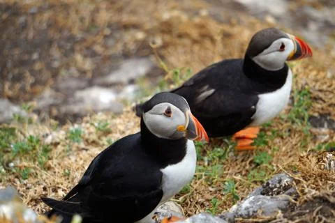 Puffins at the Skellig islands Stock Photos