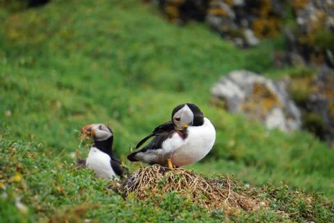 Puffins at the Skellig islands Stock Photos