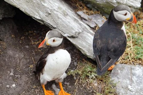 Puffins at the Skellig islands Stock Photos
