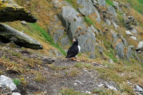 Puffins at the Skellig islands Stock Photos