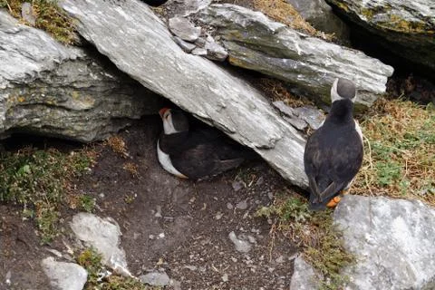 Puffins at the Skellig islands Stock Photos
