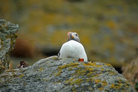 Puffins at the Skellig islands Stock Photos