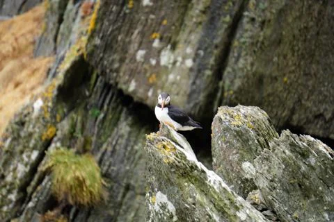 Puffins at the Skellig islands Stock Photos