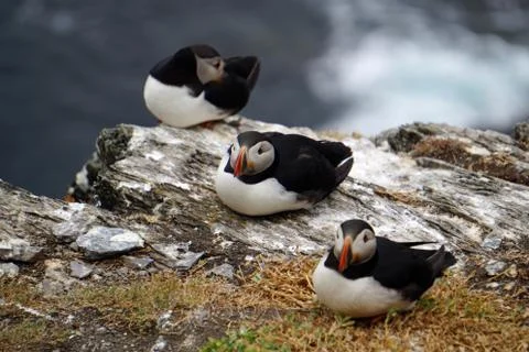 Puffins at the Skellig islands Stock Photos