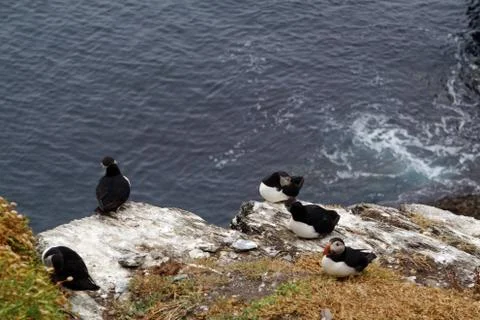 Puffins at the Skellig islands Stock Photos