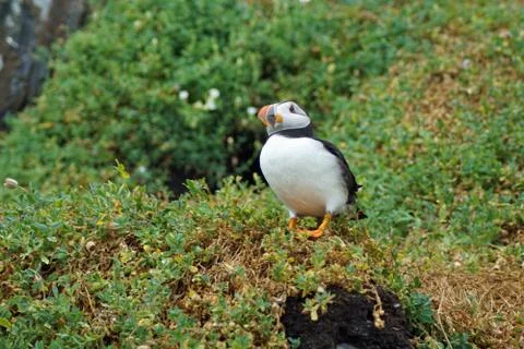 Puffins at the Skellig islands Stock Photos
