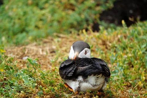 Puffins at the Skellig islands Stock Photos
