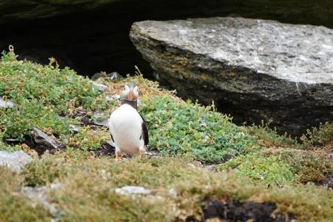 Puffins at the Skellig islands Stock Photos