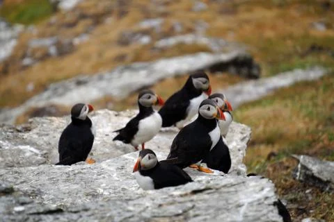 Puffins at the Skellig islands Stock Photos
