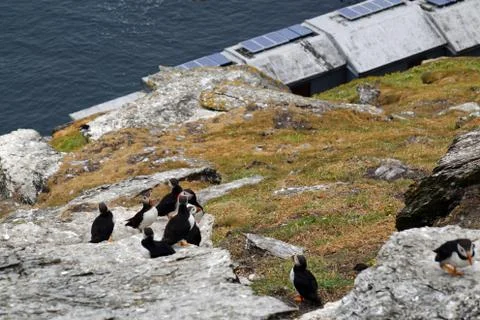 Puffins at the Skellig islands Stock Photos