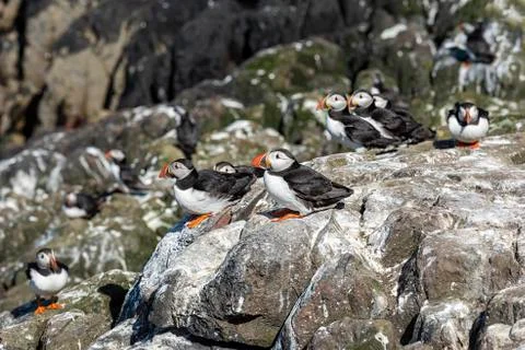 Puffins stand on cliffs close to their burrows Stock Photos