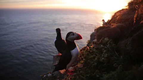 Puffins standing and flying on cliff Stock Footage 68090659