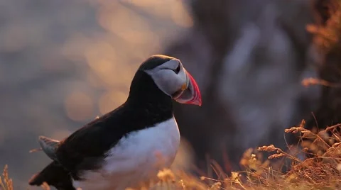 Puffins standing and flying on cliff Stock Footage 68090661