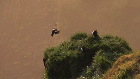 Puffins at sunset Stock Footage 112615330