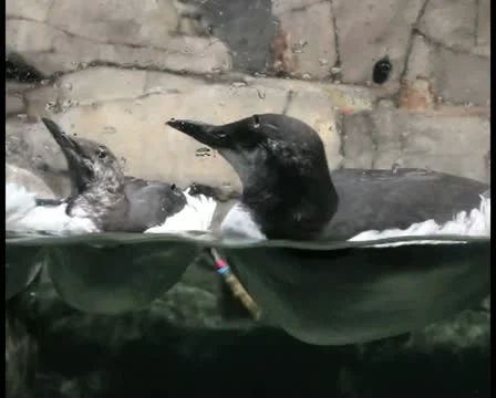 Puffins V1 - PAL Stock Footage 12367658