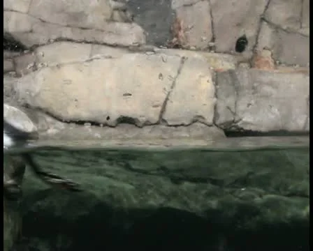 Puffins V2 - PAL Stock Footage 12367634