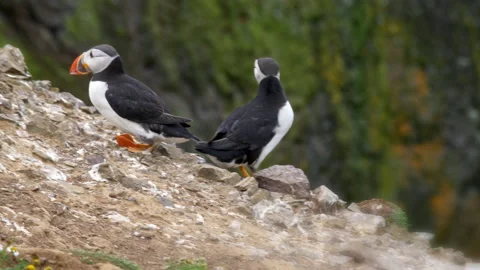 Puffins walking along cliff face, Skomer Island, Pembrokeshire, Wales Stock Footage 130373701