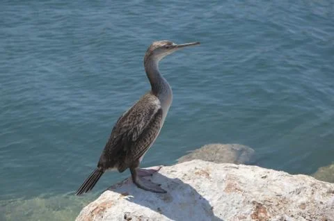 Puffinus mauretanicus 스톡 사진