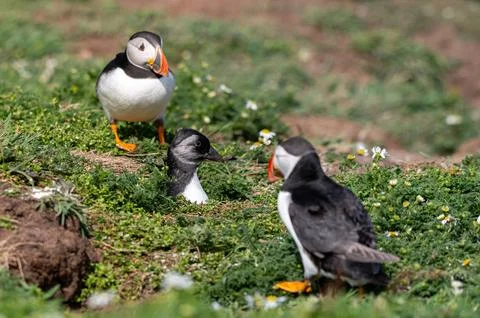 Puffling looks out from burrow and spreads wings under the watchful gaze of.. Photos
