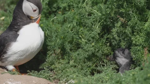 Puffling preparing to fledge Stock Footage 111955102