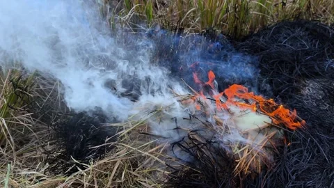 Puffs of gray smoke and flames from burning dry rice plants Stock Footage 321497449