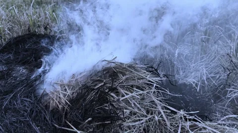 Puffs of gray smoke from burning dry rice plants (2) Stock Footage 320789484