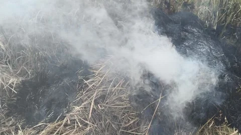 Puffs of gray smoke from burning dry rice plants (1) Stock Footage 320789491