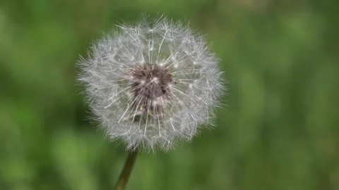 Puffy dandelion Stock Footage 131839424