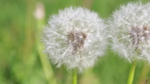 Puffy dandelion Stock Footage 131839485