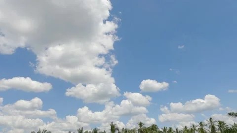 Puffy fluffy white cloud over tropical summer coconut palm tree forest Stock Footage 152578081