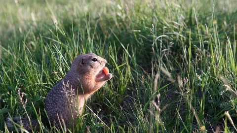 Puffy funny gopher sits in the grass and nibbles or eats a carrot. Stock Footage 113878480