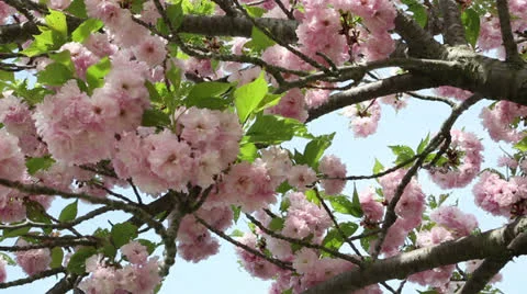 Puffy pink spring Stock Footage 22772072