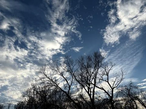Puffy White Clouds Behind Leafless Winter Trees Stock-Fotos