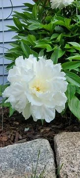Puffy White Flower in Springtime Stock Photos