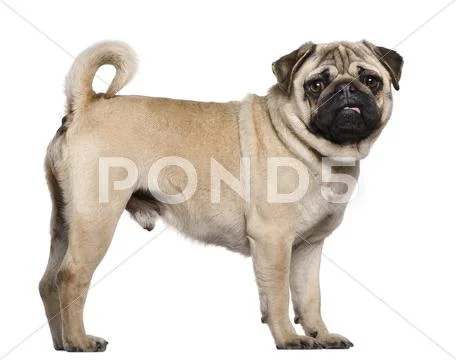 Pug, 3 years old, standing in front of white background Stock Photos