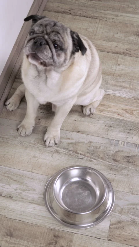 Pug 4K Barking and Moving Head with Empty Bowl Vertical Stock Footage 280631415