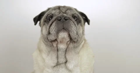 Pug 4K Close-Up Moving Head Side to Side Stock Footage 280630936