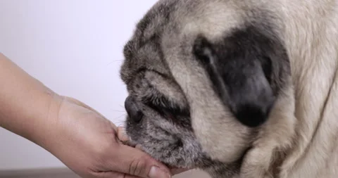 Pug 4K Eating Kibble from Owner's Hand Close-Up Stock Footage 280631038