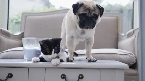 PUG AND CAT Stock Footage 159485335