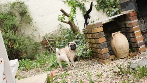 Pug and Cat in the wild Stock Footage 159491412