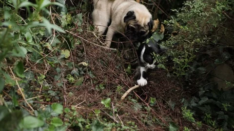 Pug and Cat in the wild Stock Footage 159491556