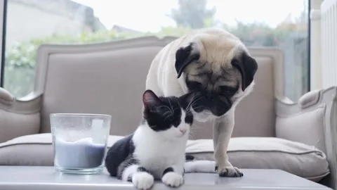 PUG AND KITTEN Stock Footage 159485321