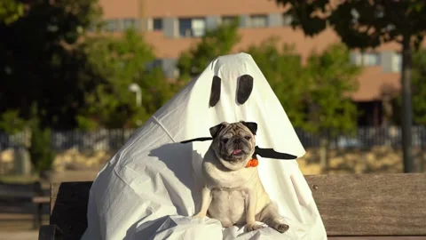 Pug and person dressed as ghost for halloween look at camera at the park Stock Footage 162352571