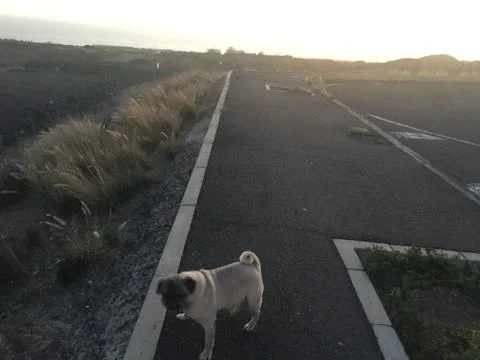 Pug and Sunset Stock Photos