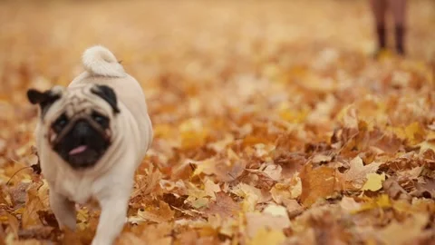 A pug in an autumn park. Видео 343874729