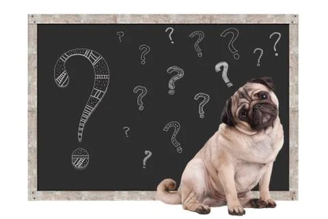 Pug with backboard sign and questionmark Stock Photos